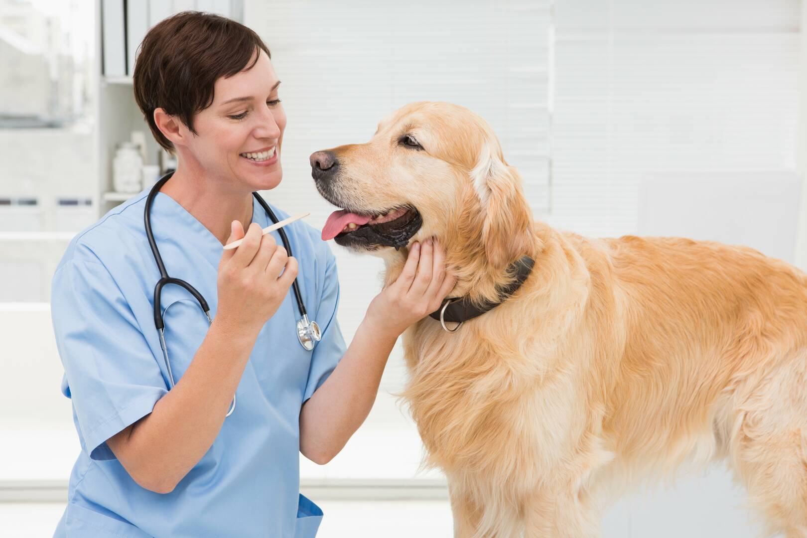 Murrells Inlet Veterinary Hospital logo