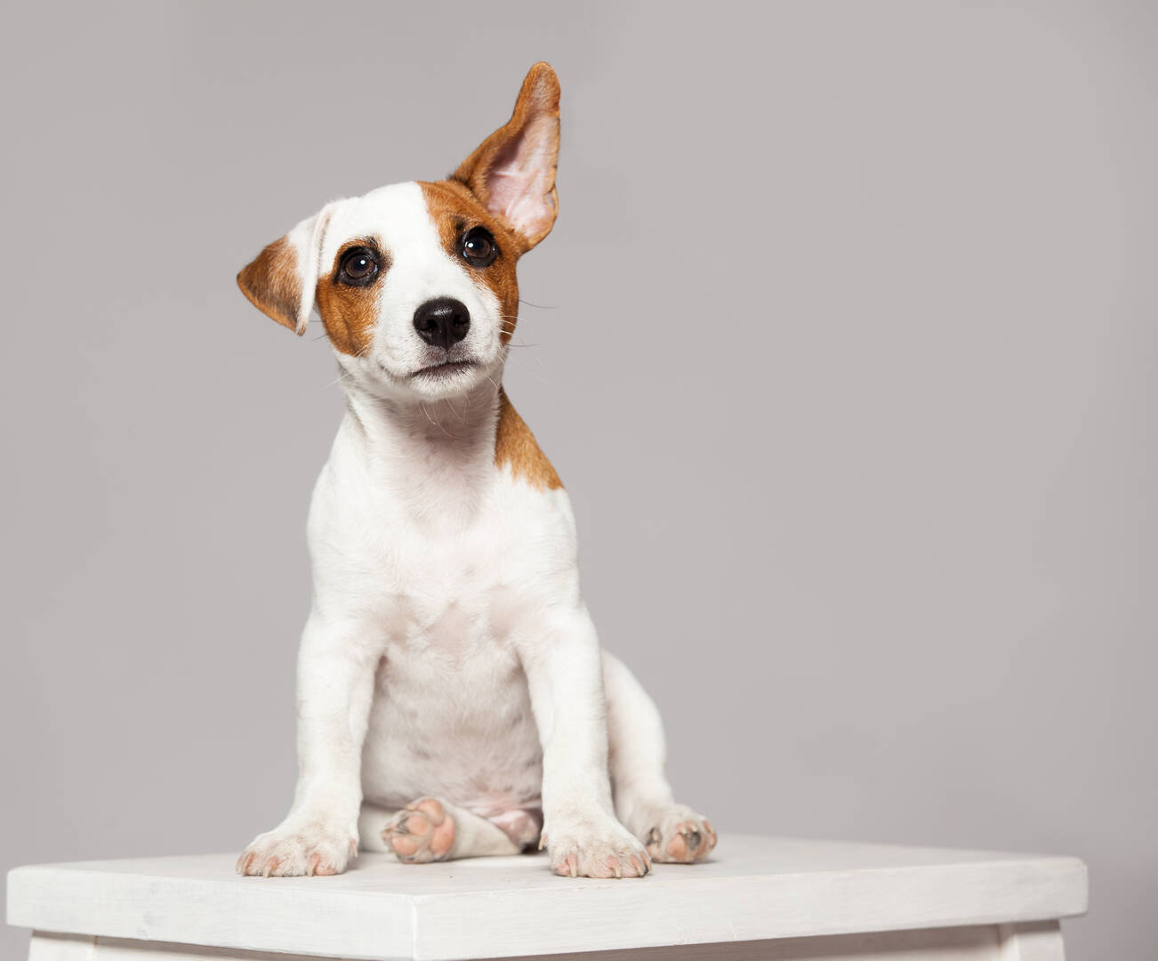 1st Pet Veterinary Centers logo